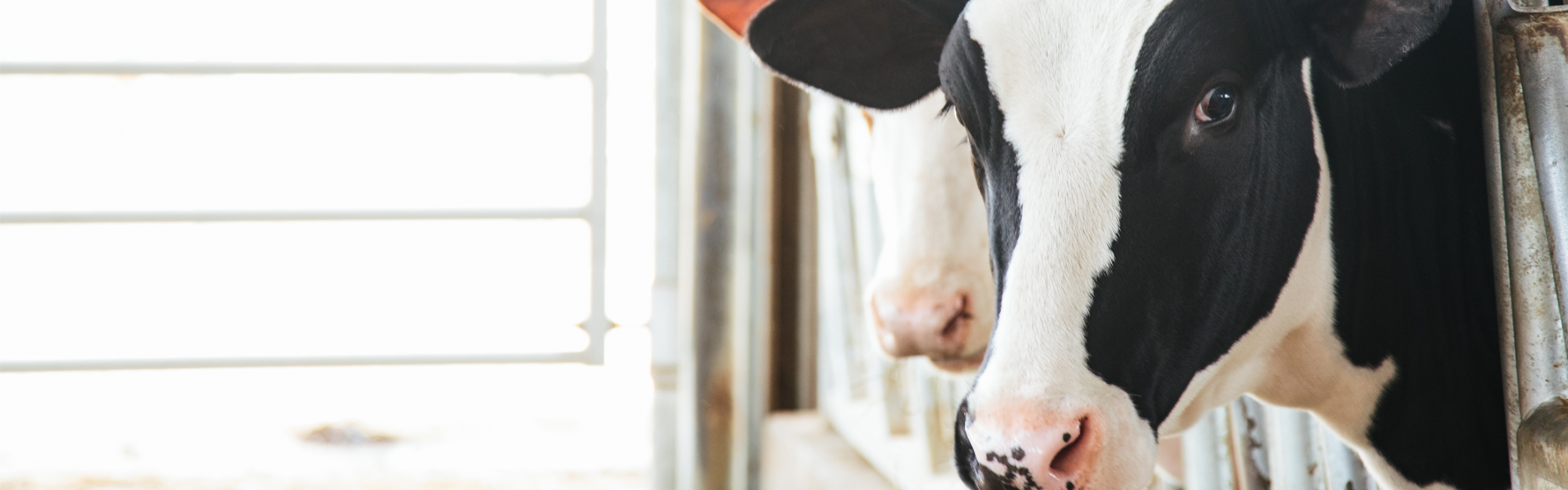 Dairy Cattle Products Boehringer Ingelheim Animal Health
